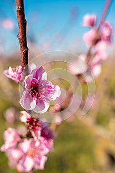 Peach tree Orchard in Spring.