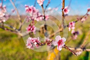 Peach tree Orchard in Spring.