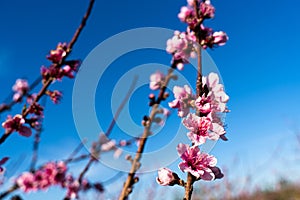 Peach tree Orchard in Spring.