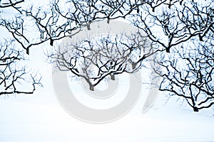 Peach tree orchards on snowy winter landscape
