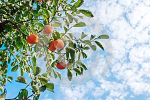 The peach tree ove blue sky with clouds photo