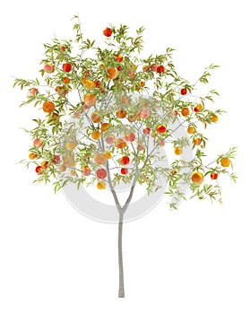 Peach tree with peaches isolated on white