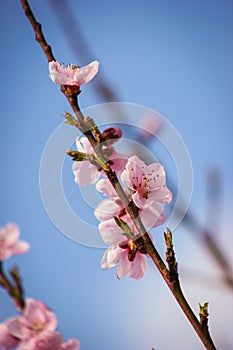 Peach tree pink flowers on a branch