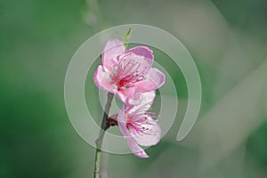 Peach tree pink petals flower blossom of springtime