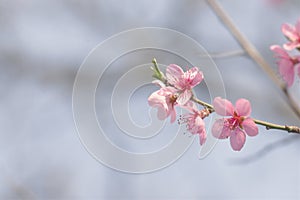 Peach tree pink petals flower blossom of springtime blue sky blurred background