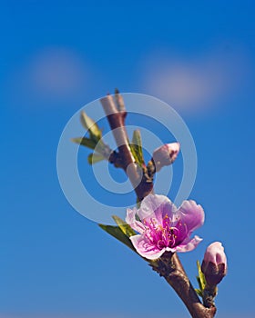 Peach tree (Prunus persica) blooming in Hanadiv valley in Israel