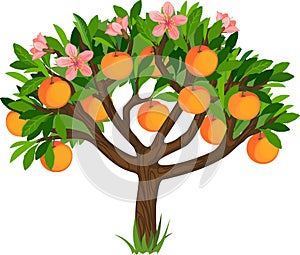 Peach tree with ripe fruits, green leaves and flowers