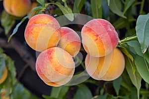 Peach tree