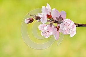 Peach tree twig with pink flowers in bloom and blurred green background