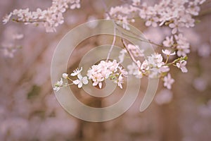 Peach tree white flowers  in full bloom