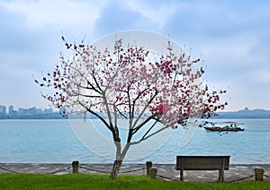 Peach trees on the Banks of west lake in hangzhou