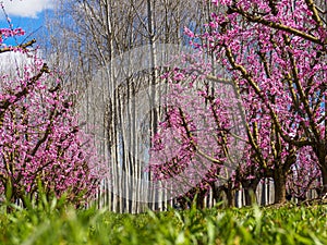 Peach trees in bloom in early spring in Aitona (Catalonia, Spain photo