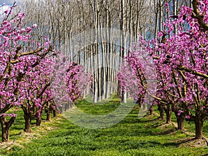 Peach trees in bloom in early spring in Aitona (Catalonia, Spain photo