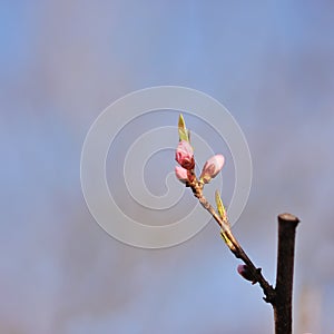 Peach trees bloom in spring