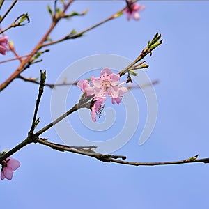 Peach trees bloom in spring