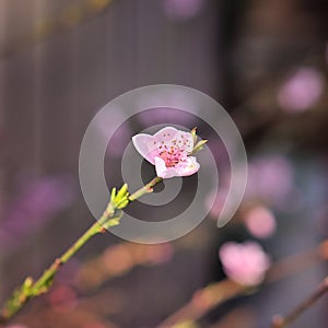 Peach trees bloom in spring