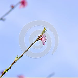 Peach trees bloom in spring