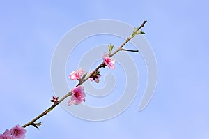 Peach trees bloom in spring