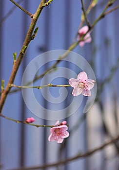 Peach trees bloom in spring