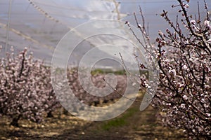 Peach trees blooming