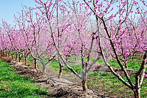 Peach trees blooming in spring.