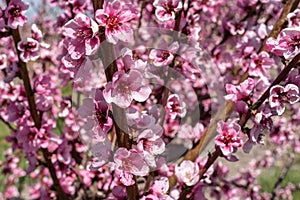 Peach Trees Blooming in Spring