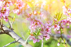 The peach trees blossom in spring. Close up of a peach blossom. Beautiful Pink Peach Blossoms in a Garden. toned