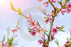 The peach trees blossom in spring. Close up of a peach blossom. Beautiful Pink Peach Blossoms in a Garden. toned