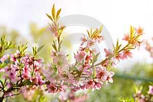 The peach trees blossom in spring. Close up of a peach blossom. Beautiful Pink Peach Blossoms in a Garden. toned