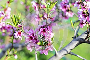 The peach trees blossom in spring. Close up of a peach blossom. Beautiful Pink Peach Blossoms in a Garden. toned