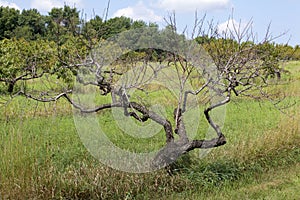 Peach Trees Dead from Winter Kill  827280