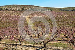 Peach Trees in Early Spring Blooming in Aitona, Catalonia photo