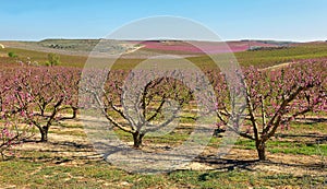 Peach Trees in Early Spring Blooming in Aitona, Catalonia photo