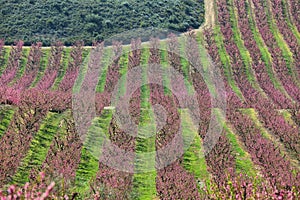 Peach Trees in Early Spring Blooming in Aitona, Catalonia photo