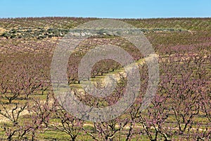 Peach Trees in Early Spring Blooming in Aitona, Catalonia photo