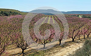 Peach Trees in Early Spring Blooming in Aitona, Catalonia photo