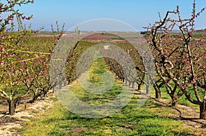 Peach Trees in Early Spring Blooming in Aitona, Catalonia photo