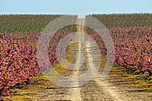 Peach Trees in Early Spring Blooming in Aitona, Catalonia photo