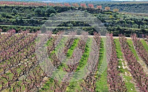 Peach Trees in Early Spring Blooming in Aitona, Catalonia photo