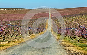 Peach Trees in Early Spring Blooming in Aitona, Catalonia photo