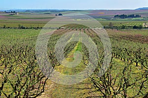 Peach Trees in Early Spring Blooming in Aitona, Catalonia photo