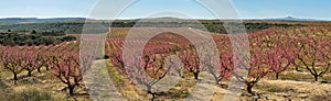 Peach Trees in Early Spring Blooming in Aitona, Catalonia