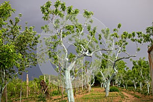 Peach trees garden in spring before storm with dark sky