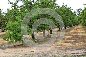 Peach trees and Nectarine tree orchards