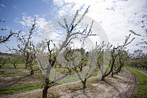 Peach Trees in Rows in a Orchard in the Spring