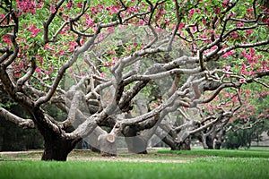 Peach trees in spring