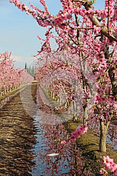 Peach trees vertical