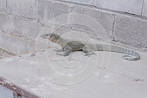 Peach troat lizard monitor exotic wildlife