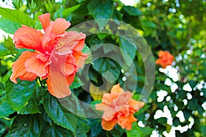 Peach Tropical Hibiscus Flower at Lumpini Park, Thailand.