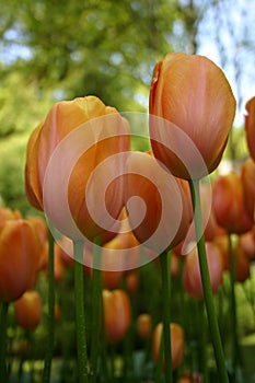 Peach Tulips